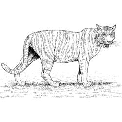 Página para colorir: Zoológico (Animais) #12901 - Páginas para Colorir Imprimíveis Gratuitamente