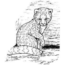 Página para colorir: Zoológico (Animais) #12914 - Páginas para Colorir Imprimíveis Gratuitamente