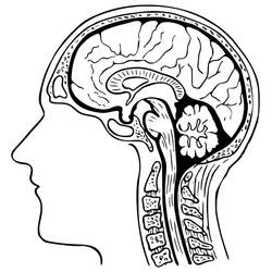 Desenhos para colorir: Human Brain - Páginas para Colorir Imprimíveis Gratuitamente