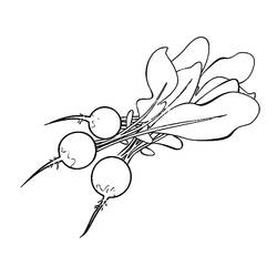 Página para colorir: Rabanete (Comida e Nutrição) #220978 - Páginas para Colorir Imprimíveis Gratuitamente