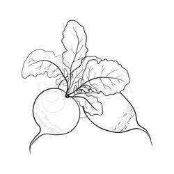 Página para colorir: Rabanete (Comida e Nutrição) #220987 - Páginas para Colorir Imprimíveis Gratuitamente