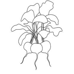 Página para colorir: Rabanete (Comida e Nutrição) #220989 - Páginas para Colorir Imprimíveis Gratuitamente