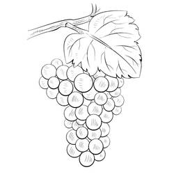 Desenhos para colorir: Uvas - Páginas para Colorir Imprimíveis Gratuitamente