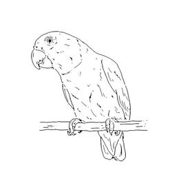 Desenhos para colorir: Senegal - Páginas para Colorir Imprimíveis Gratuitamente