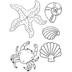 Página para colorir: Concha (Natureza e Estações) #163140 - Páginas para Colorir Imprimíveis Gratuitamente
