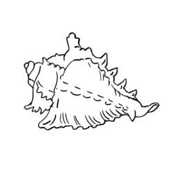 Página para colorir: Concha (Natureza e Estações) #163167 - Páginas para Colorir Imprimíveis Gratuitamente