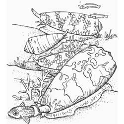 Página para colorir: Concha (Natureza e Estações) #163195 - Páginas para Colorir Imprimíveis Gratuitamente