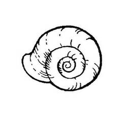 Página para colorir: Concha (Natureza e Estações) #163234 - Páginas para Colorir Imprimíveis Gratuitamente