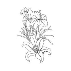 Desenhos para colorir: Lírio - Páginas para Colorir Imprimíveis Gratuitamente