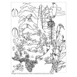 Página para colorir: Floresta (Natureza) #157007 - Páginas para Colorir Imprimíveis Gratuitamente