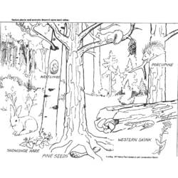 Página para colorir: Floresta (Natureza) #157021 - Páginas para Colorir Imprimíveis Gratuitamente