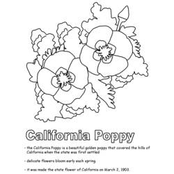 Página para colorir: papoula (Natureza) #162464 - Páginas para Colorir Imprimíveis Gratuitamente