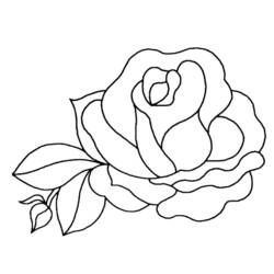 Página para colorir: rosas (Natureza) #161872 - Páginas para Colorir Imprimíveis Gratuitamente