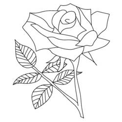 Página para colorir: rosas (Natureza) #161894 - Páginas para Colorir Imprimíveis Gratuitamente