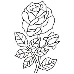 Página para colorir: rosas (Natureza) #161899 - Páginas para Colorir Imprimíveis Gratuitamente