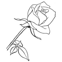 Página para colorir: rosas (Natureza) #161906 - Páginas para Colorir Imprimíveis Gratuitamente