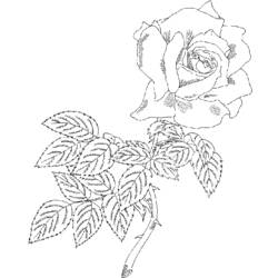 Página para colorir: rosas (Natureza) #161939 - Páginas para Colorir Imprimíveis Gratuitamente