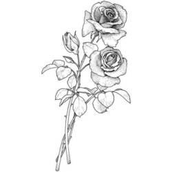 Página para colorir: rosas (Natureza) #161948 - Páginas para Colorir Imprimíveis Gratuitamente