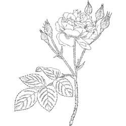 Página para colorir: rosas (Natureza) #161953 - Páginas para Colorir Imprimíveis Gratuitamente