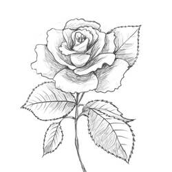 Página para colorir: rosas (Natureza) #161955 - Páginas para Colorir Imprimíveis Gratuitamente