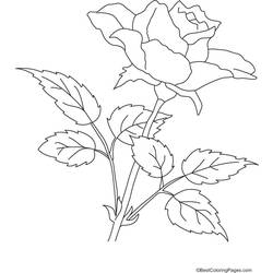 Página para colorir: rosas (Natureza) #161964 - Páginas para Colorir Imprimíveis Gratuitamente