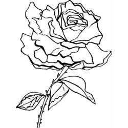 Página para colorir: rosas (Natureza) #161966 - Páginas para Colorir Imprimíveis Gratuitamente