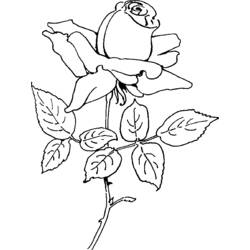 Página para colorir: rosas (Natureza) #161981 - Páginas para Colorir Imprimíveis Gratuitamente