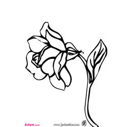 Página para colorir: rosas (Natureza) #162026 - Páginas para Colorir Imprimíveis Gratuitamente