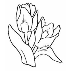 Página para colorir: Tulipa (Natureza) #161648 - Páginas para Colorir Imprimíveis Gratuitamente