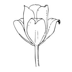 Página para colorir: Tulipa (Natureza) #161657 - Páginas para Colorir Imprimíveis Gratuitamente