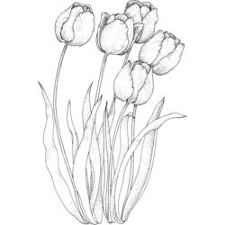 Página para colorir: Tulipa (Natureza) #161658 - Páginas para Colorir Imprimíveis Gratuitamente