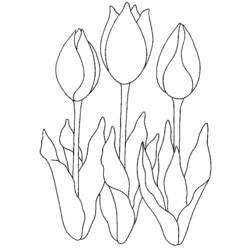 Página para colorir: Tulipa (Natureza) #161674 - Páginas para Colorir Imprimíveis Gratuitamente