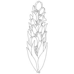 Página para colorir: Tulipa (Natureza) #161675 - Páginas para Colorir Imprimíveis Gratuitamente