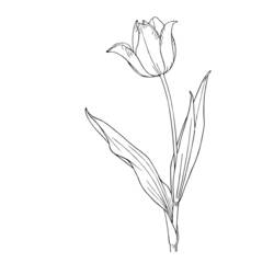 Página para colorir: Tulipa (Natureza) #161678 - Páginas para Colorir Imprimíveis Gratuitamente