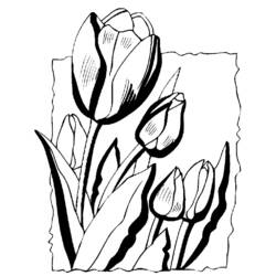Página para colorir: Tulipa (Natureza) #161730 - Páginas para Colorir Imprimíveis Gratuitamente