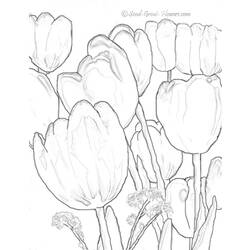Página para colorir: Tulipa (Natureza) #161750 - Páginas para Colorir Imprimíveis Gratuitamente