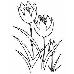 Página para colorir: Tulipa (Natureza) #161785 - Páginas para Colorir Imprimíveis Gratuitamente