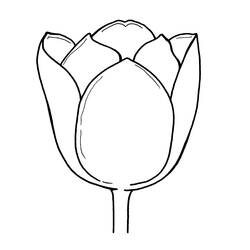 Página para colorir: Tulipa (Natureza) #161799 - Páginas para Colorir Imprimíveis Gratuitamente
