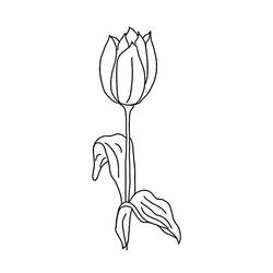 Página para colorir: Tulipa (Natureza) #161801 - Páginas para Colorir Imprimíveis Gratuitamente