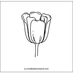 Página para colorir: Tulipa (Natureza) #161803 - Páginas para Colorir Imprimíveis Gratuitamente
