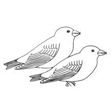Desenho de Andorinha em dupla pousada lado a lado para colorir