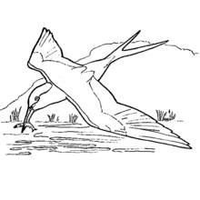 Desenho de Andorinha mergulhando para pegar um peixe para colorir