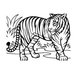 Desenho de Tigre caminhando entre a grama alta para colorir