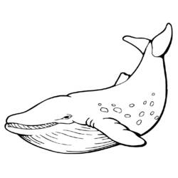 Desenho de Baleia com a nadadeira caudal erguida para colorir