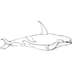 Desenho de Beluga nadando com uma grande barbatana dorsal para colorir Desenho de Beluga nadando com uma grande barbatana dorsal para colorir