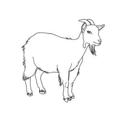 Cabra - Desenhos para colorir gratuitos