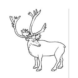 Desenho de Caribu de pé com grandes chifres para colorir