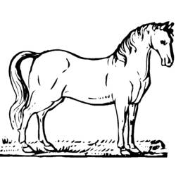 Desenho de Cavalo em pé sobre a grama para colorir