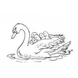 Cisne - Desenhos para colorir gratuitos