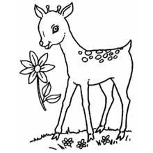 Desenho de Corça a sentir uma flor para colorir